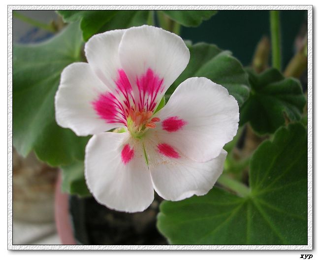 ���ÿ�(�ﺮ�㡢��ݮ������)P8����