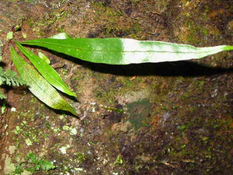 ���N�Nާ������