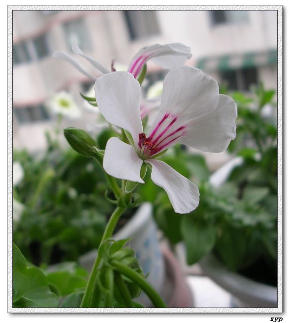 ���ÿ�(�ﺮ�㡢��ݮ������)P8����