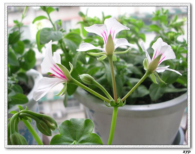 ���ÿ�(�ﺮ�㡢��ݮ������)P8����