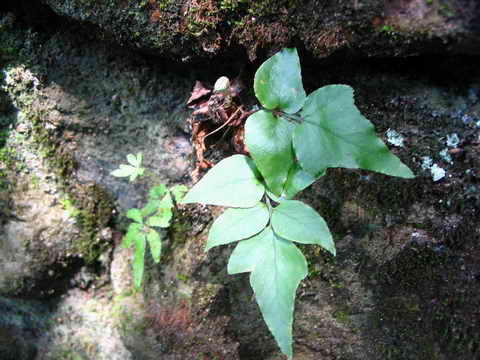 ���N�Nާ������