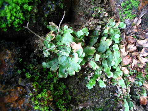 ���N�Nާ������