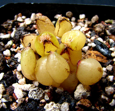 ���� Drimia haworthioides