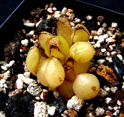 ���� Drimia haworthioides