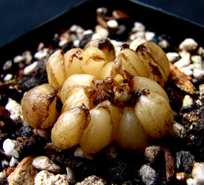 ���� Drimia haworthioides