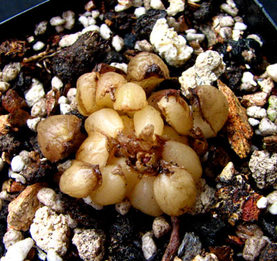 ���� Drimia haworthioides