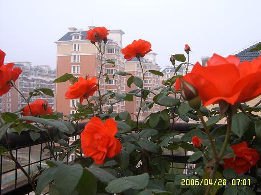 �ҵ����¼�(����ͼƬ)