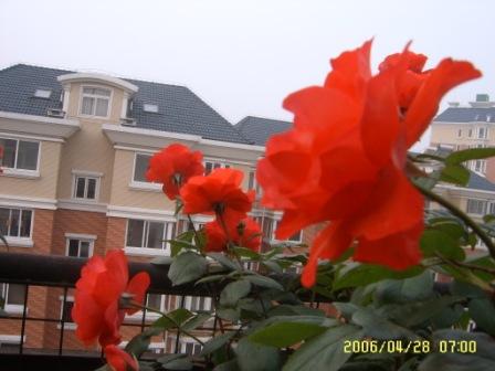 �ҵ����¼�(����ͼƬ)