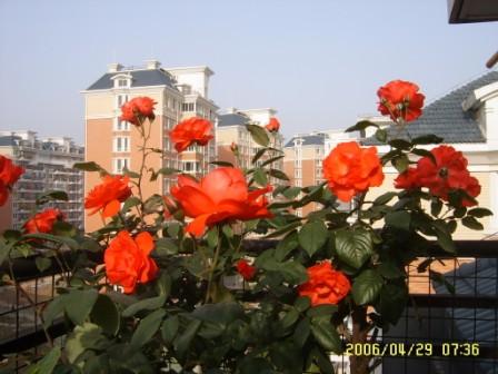 �ҵ����¼�(����ͼƬ)