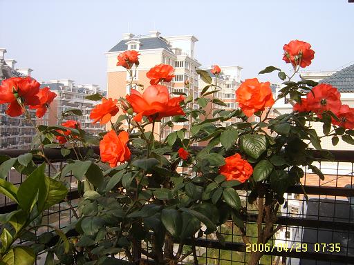 �ҵ����¼�(����ͼƬ)