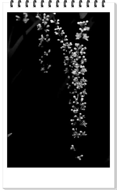 ��Ӱ��Ʒ�����������ң�