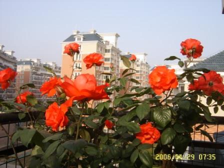 �ҵ����¼�(����ͼƬ)