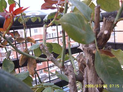 �ҵ����¼�(����ͼƬ)