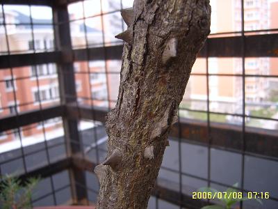 �ҵ����¼�(����ͼƬ)