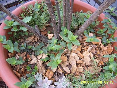 �ҵ����¼�(����ͼƬ)