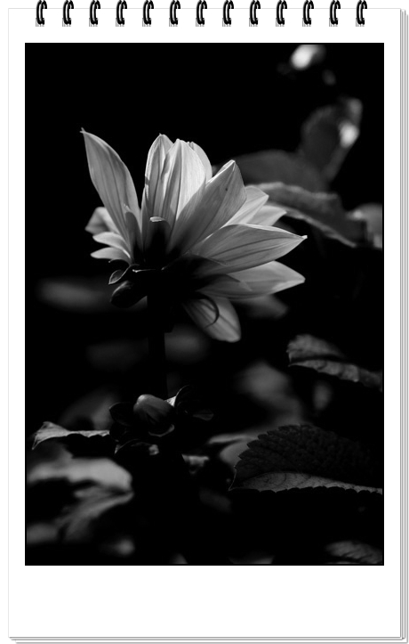 ��Ӱ��Ʒ�����������ң�