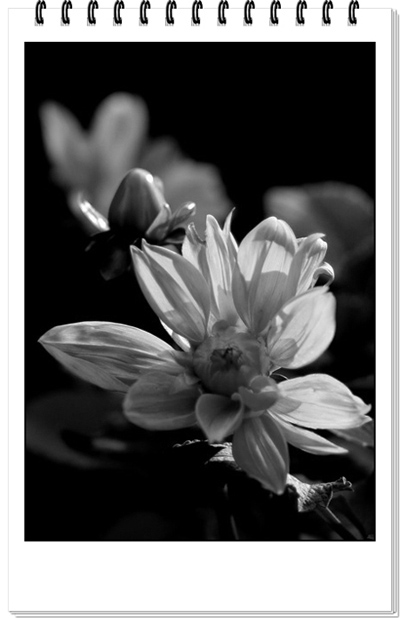 ��Ӱ��Ʒ�����������ң�