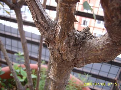 ������֦�ˣ���֪���ж���