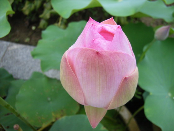 ��Ӱ��Ʒ�����������ң�