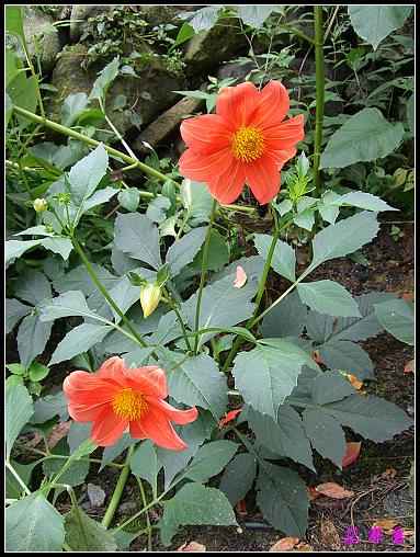 ũ��СԺ�Ĵ�����,��������������