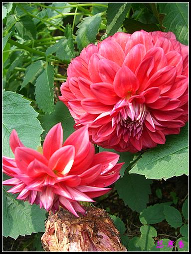 ũ��СԺ�Ĵ�����,��������������