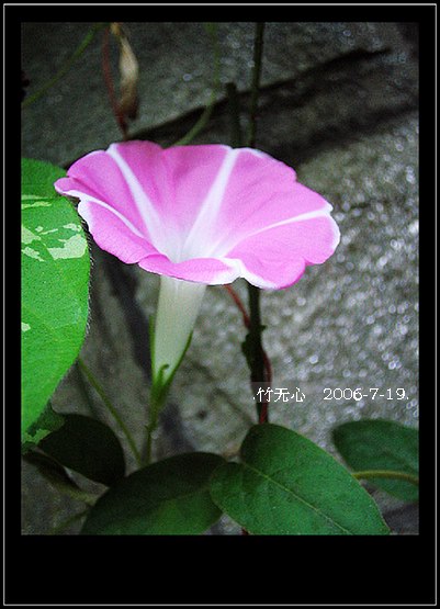 ���ȵ���������..P15,���ŵķ�ɫǣţ~