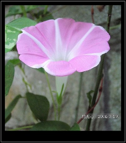 ���ȵ���������..P15,���ŵķ�ɫǣţ~