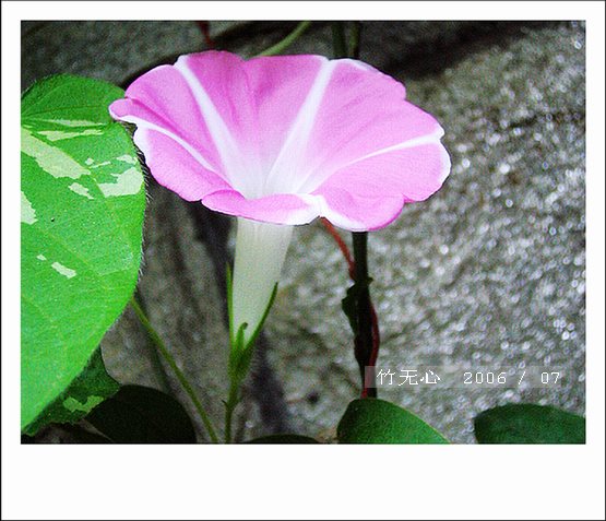 ���ȵ���������..P15,���ŵķ�ɫǣţ~