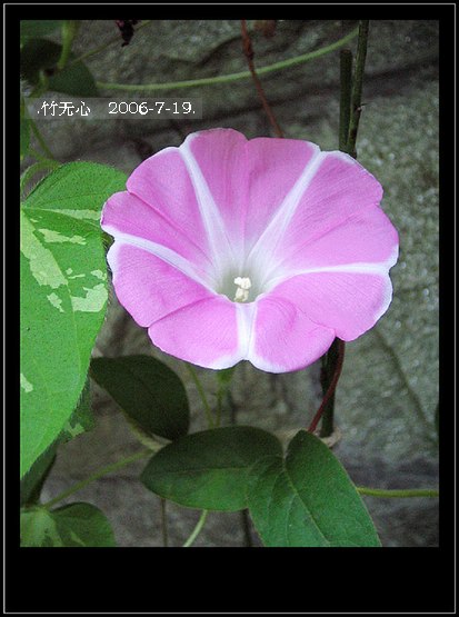 ���ȵ���������..P15,���ŵķ�ɫǣţ~