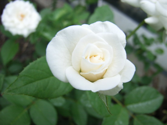 7��14��  Ұ��Ҳ����  P22  ����   *-*����Ļ�԰*-*