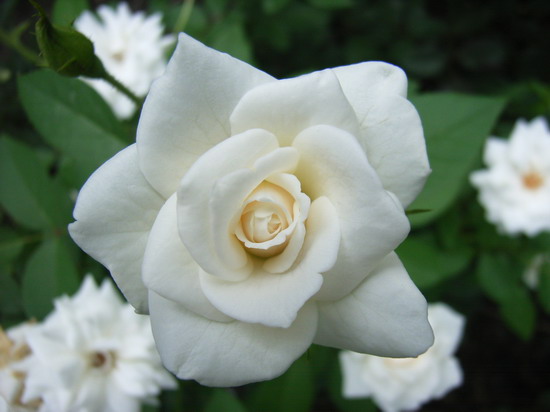 7��14��  Ұ��Ҳ����  P22  ����   *-*����Ļ�԰*-*