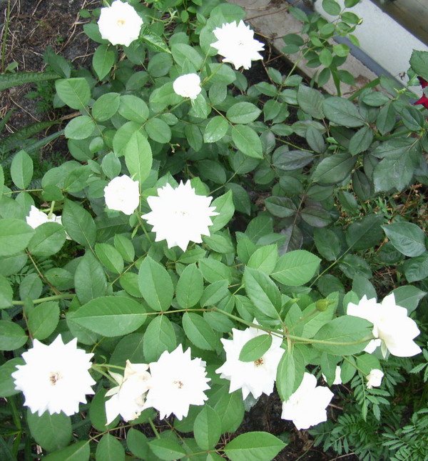 7��14��  Ұ��Ҳ����  P22  ����   *-*����Ļ�԰*-*