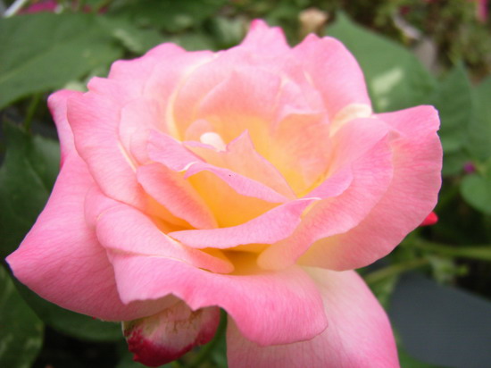 7��14��  Ұ��Ҳ����  P22  ����   *-*����Ļ�԰*-*