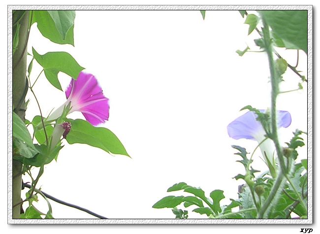 �����ţȺ(��Сţ��)