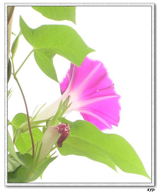 �����ţȺ(��Сţ��)