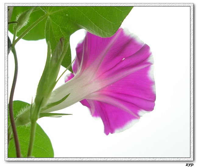 �����ţȺ(��Сţ��)