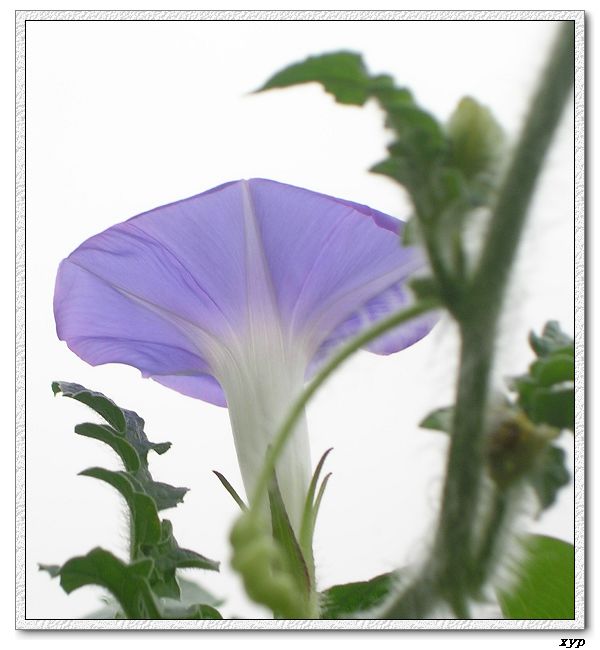 �����ţȺ(��Сţ��)