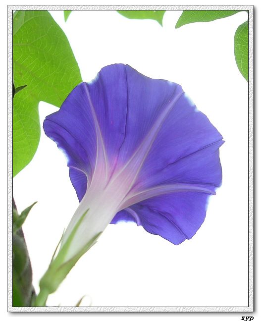 �����ţȺ(��Сţ��)