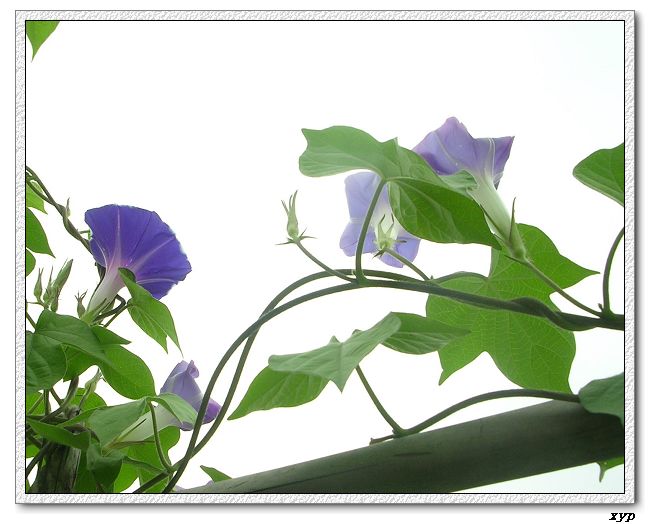 �����ţȺ(��Сţ��)