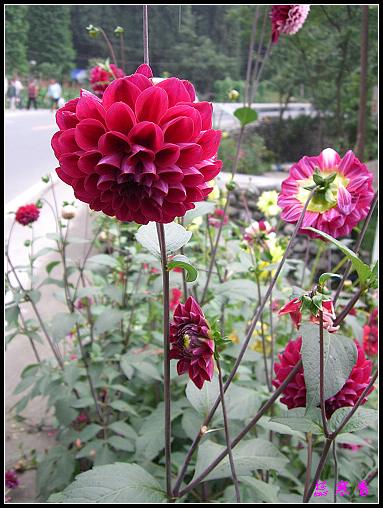 ũ��СԺ�Ĵ�����,��������������