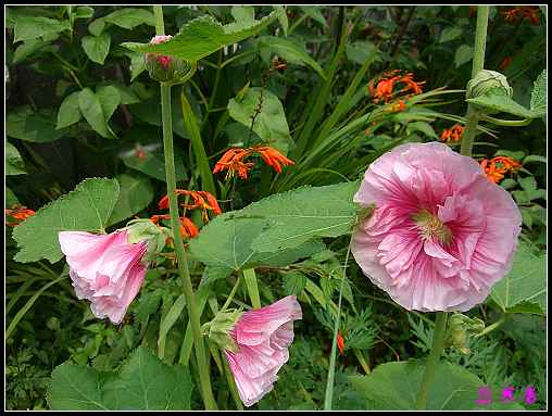 ũ��СԺ�Ĵ�����,��������������