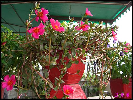 ���ĵ�̫����