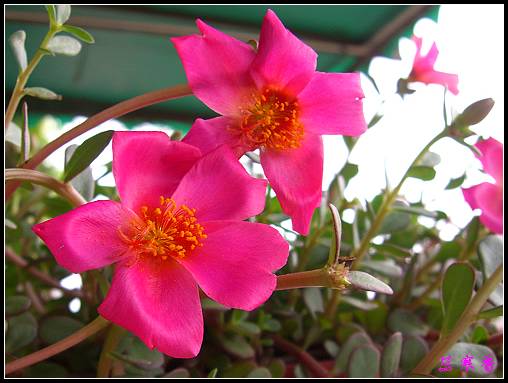 ���ĵ�̫����