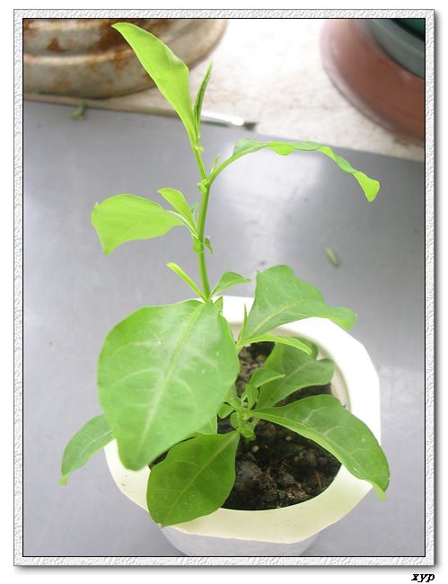 ��ѩ����ѿ��