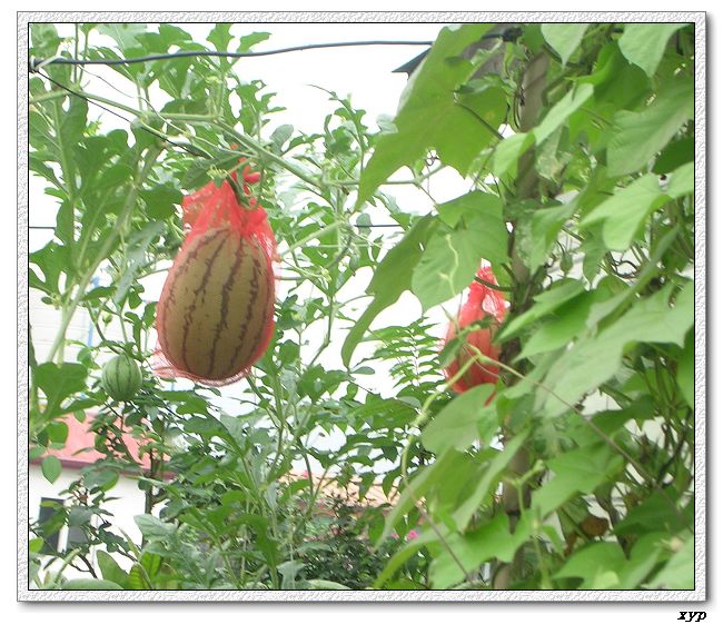 ���ֵ�����