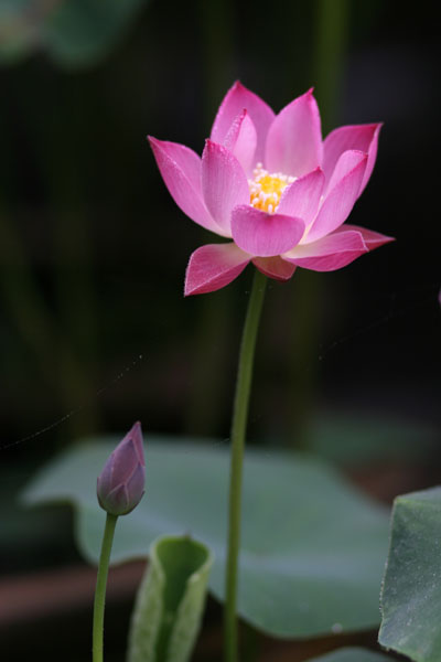 ��Ӱ��Ʒ�����������ң�