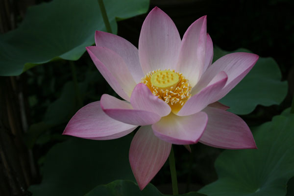 ��Ӱ��Ʒ�����������ң�