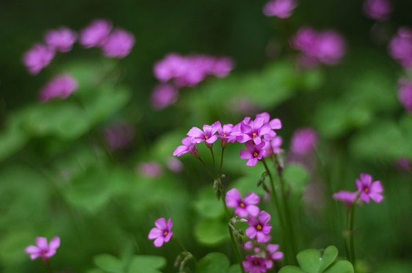 ��Ӱ��Ʒ�����������ң�