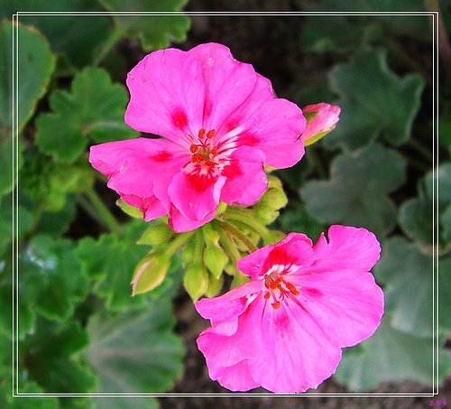 ��ѩ����ѿ��