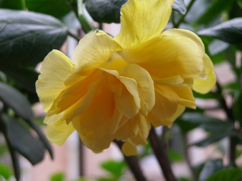 �����ķ�ɣ